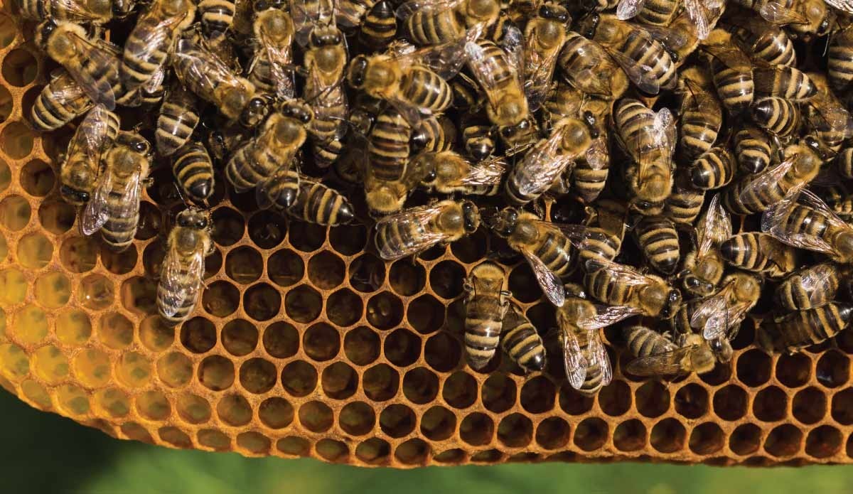 Quante api ci sono dentro un alveare? Ecco come vivono gli sciami